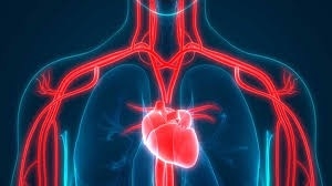 
Cardiovascular Disease Prevention with Natural Medicine